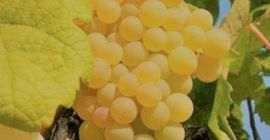 Venta de uvas de vino orgánicas certificadas, calidad Trebbiano