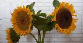 Ofrezco girasoles de mi propio cultivo con entrega en