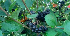 fresco grande jugoso