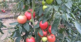 Variedad Pink King, frambuesa, muy buena, biológicamente protegida sin