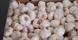 Piel tersa, gruesa, luminosa, de textura íntegra y fuerte.