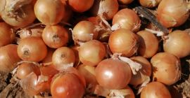 Cosecha de cebolla 2022.