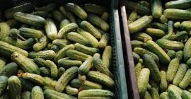 Pepino fresco, desgarrado cada 2 días, una variedad apta