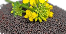 Semillas de colza de mayor calidad a partir de