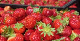 Venderé fresas polacas. Cantidades al por mayor. Variedad Elsanta.
