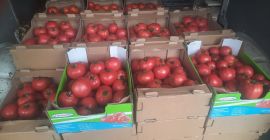 Hola, hombre, vendo hermosos tomates frambuesa del túnel. Muy