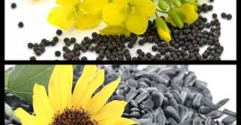 Estoy vendiendo una gran cantidad de colza, se entrega