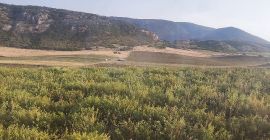 Venta de orégano en big bag producido en Neo