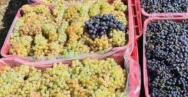 Uvas para vino de los viñedos de Vrancea entrega