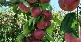 en el período 20.08.22-15.09.22 tenemos manzanas &quot;Gloria al vencedor&quot;