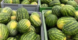 Sandía muy sabrosa de su propia plantación. Grandes cantidades