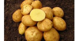 Venderé patatas ecológicas unas 8 toneladas variedad Vineta muy