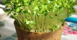 Producimos germinados y microflora de brócoli en bandejas/macetas. Los