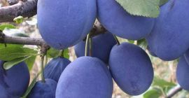 Venderé tophit en la ciudad de Szydłów de una