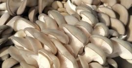 Venta de setas cultivadas setas de ostra. Las setas