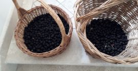 Moras cosechadas en las montañas de la zona de