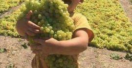 Uvas de calidad. La plantación estaba ubicada a 15
