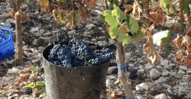 VENDO UVA, TEMPRANILLO, para elaborar vino, VIÑEDO D.O. ARLANZA.