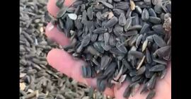 Tenemos semillas de girasol Tenemos semillas de girasol con 46% + aceite -