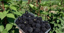 Vendemos Moras en grandes cantidades desde Moldavia. El paquete