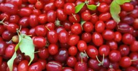 Hola, tengo alrededor de 300-400 toneladas de cornejo comestible.