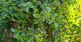 Venderé Mountain berry disponible diariamente en promedio 30-40 kg