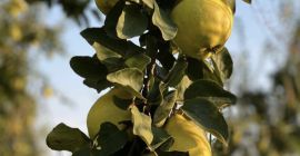 Jugoso con sabor a limón, fácil de tragar. Perfecta