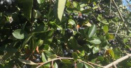 Chokeberry no se fertiliza ni se rocía con nada.