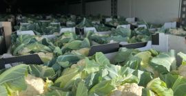 Vendo coliflor de calidad