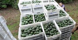 Aguacate comestible de la mejor calidad al por mayor