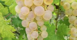 Uvas de postre Saszla a la venta en el