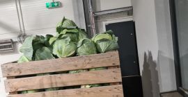 Ofrecemos col blanca envasada en cajas de 900 kg.
