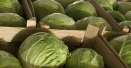 Ofrecemos repollo blanco envasado en cajas de 900 kg.