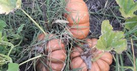 Venta de calabazas: empanadas y pavos, producto orgánico sin