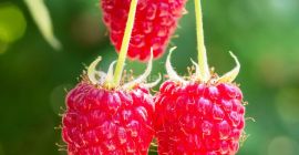 La empresa POL-OWOC comprará FRAMBUESA ORGÁNICA para congelar. Precio