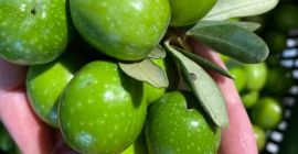 OLIVE DI SICILIA es un Fabricante de Aceite de