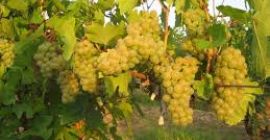 Uvas para vino riesling, zona vinícola de DRAGASANI, condado