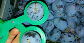 Húngaro para la venta, Húngaro para Dabrowicka