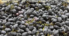 Cualquier cantidad de uvas Griego Moladiano Italiano Oscuro y