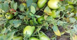 Tomate de campo verde variedad dyno Cantidad aproximada de