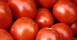 Tomates de campo, perfectos para conservas