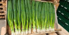 Hola, ofrecemos una cebolla de cebollino (dedo). Cantidades de