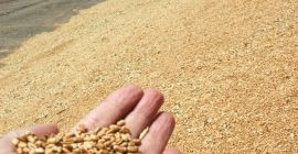 Venderé trigo (categoría 4) a granel, FCA Chop Ucrania,