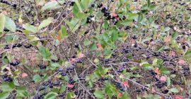 Las chokeberries se entregan frescas. Se cosechan justo antes