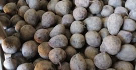 Tengo a la venta una remolacha roja, variedad Monty.