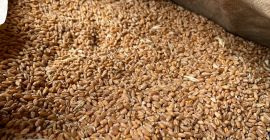 Vendo trigo de primera calidad 100% natural de producción