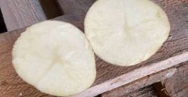 Vendemos papas alimenticias al por mayor. El surtido incluye