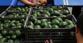 Aguacate de México para la venta