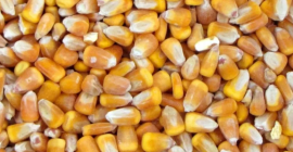 Vendemos cereales: maíz, cebada, girasol, en big bags oa
