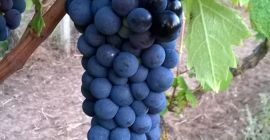 Vendo uvas de vino primitivo y sangiovese, zona de